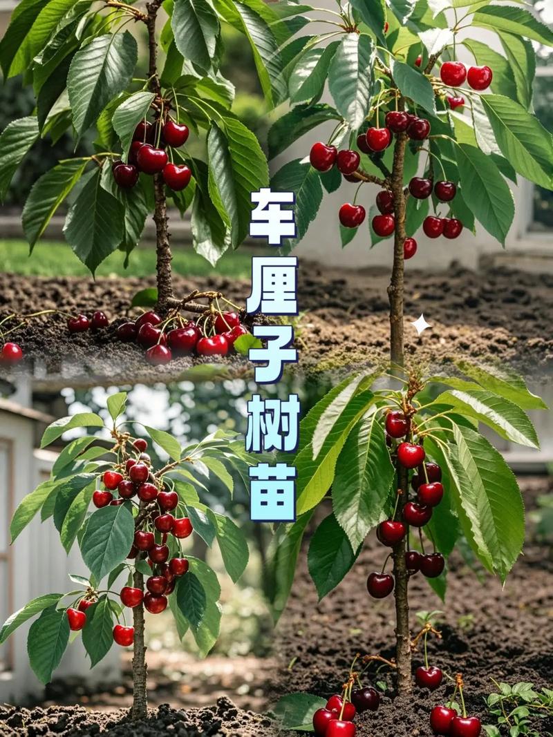 车厘子树苗结海棠果;车厘子树苗结海棠果怎么办