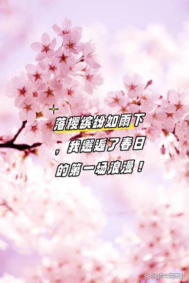 樱花树下人比花瓣多;樱花树下人比花瓣多是什么歌