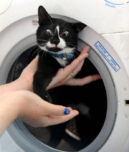 猫在洗衣机洗5分钟;猫在洗衣机洗5分钟就死了