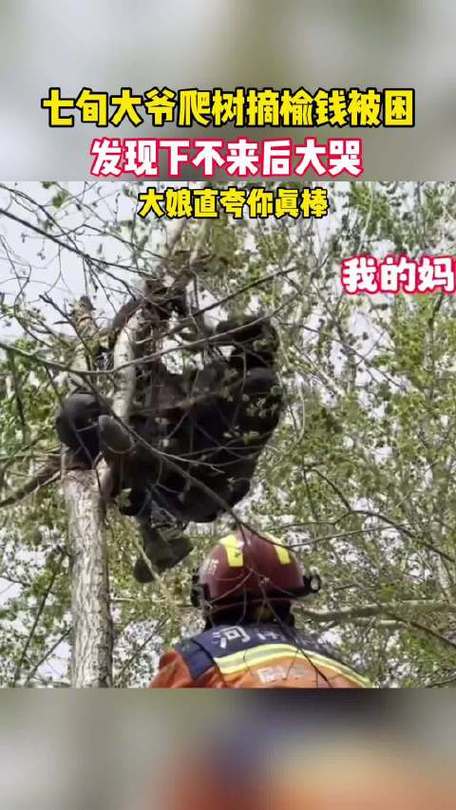 老人摘榆钱被困树上;上树摘榆钱的说说