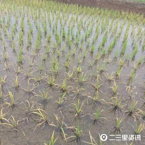 河水黑臭致秧苗枯死;河水黑臭致秧苗枯死的原因