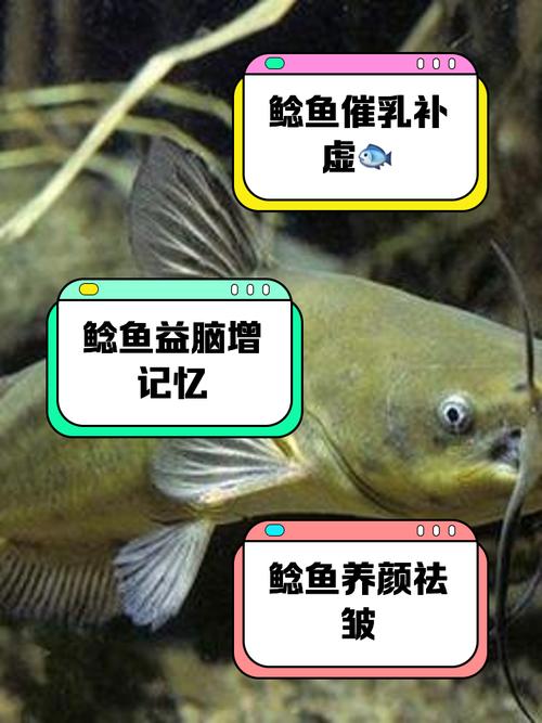 994.994.cσm查询开奖号码和放生2.5万斤外来鲇鱼与放生鲇鱼的功德