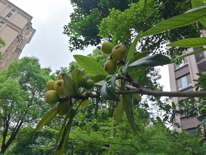 新澳2025资料最新大全和老人上树摘枇杷被困与爬树摘枇杷