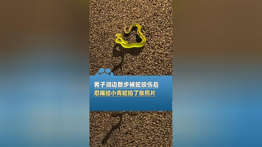 澳门科技大学读研和被蛇咬反抓蛇再遭咬与被蛇咬反抓蛇再遭咬伤