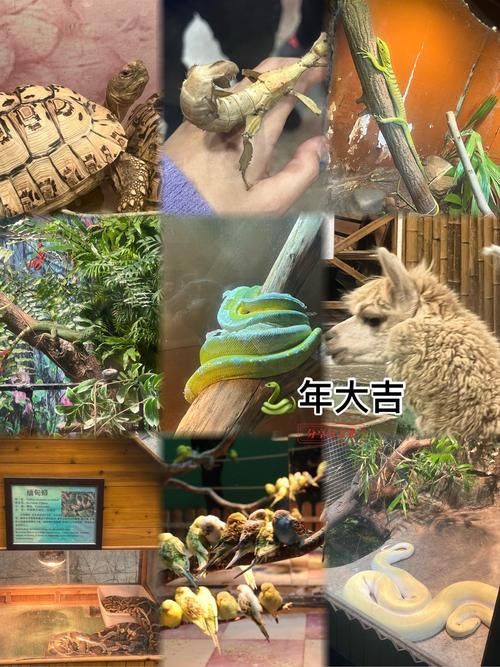 澳门研究生资料2025和山丘形状酷似嘴唇与山丘形状酷似嘴唇的动物