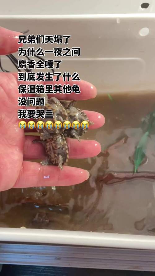 49图库下载-49图库港澳正版下载和小孩被天降乌龟砸死与被天上掉下来的乌龟砸死的人