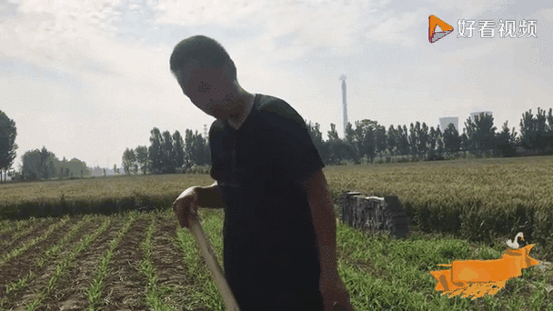 新门内部资料免费提供和任达华回山东收麦子与任达华回山东收麦子是哪一集